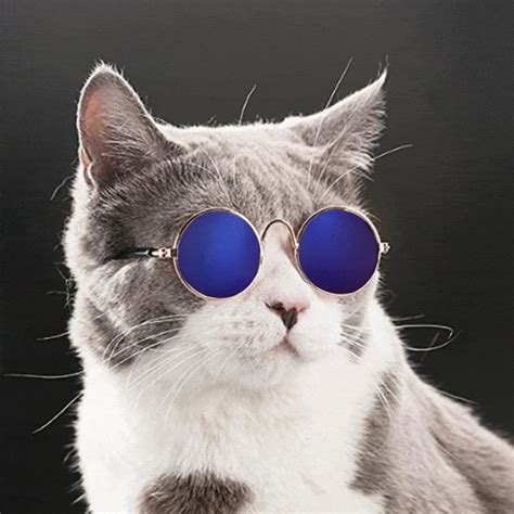 cat with glasses gif|cat wearing glasses meme.